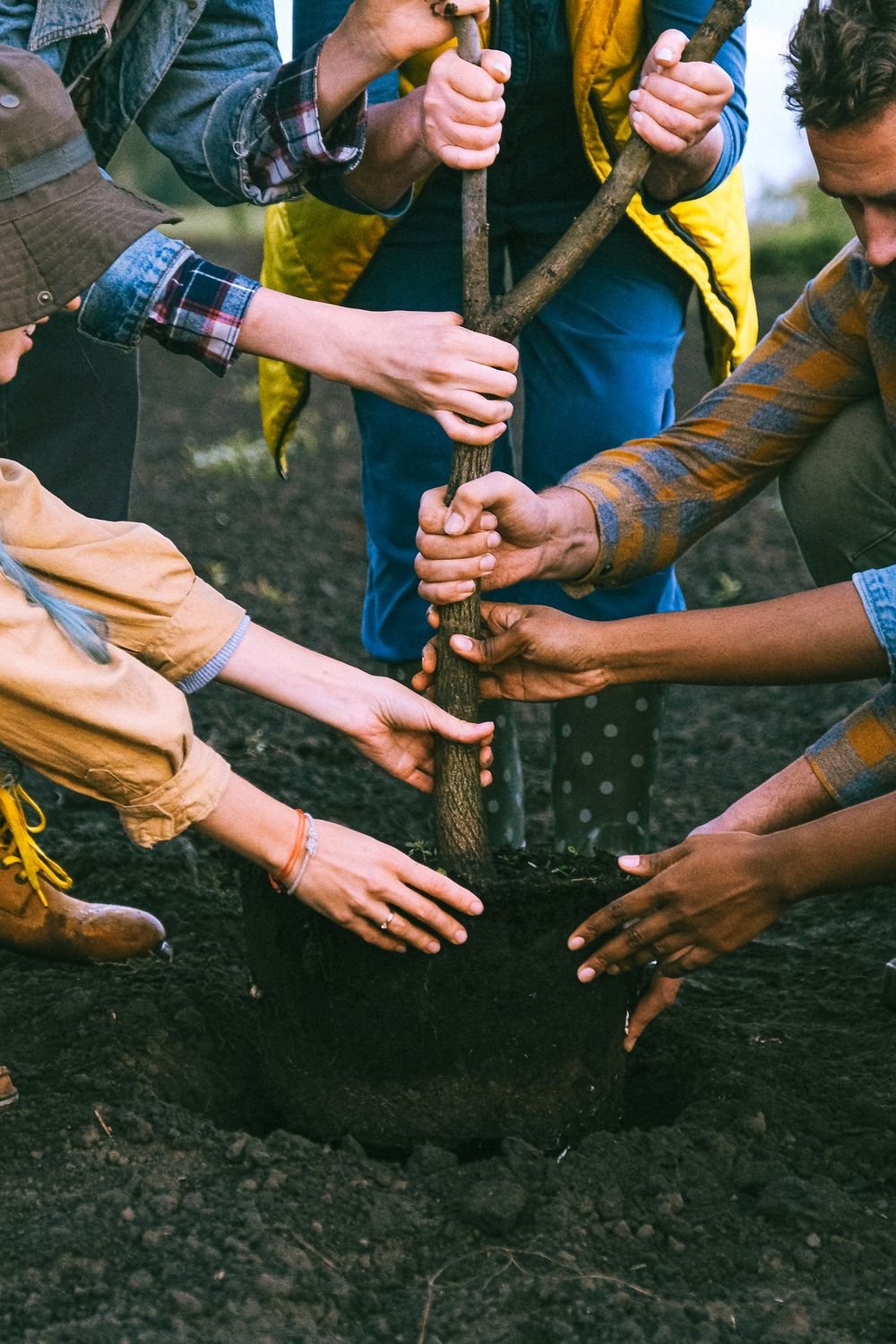 Hands planting a tree together
